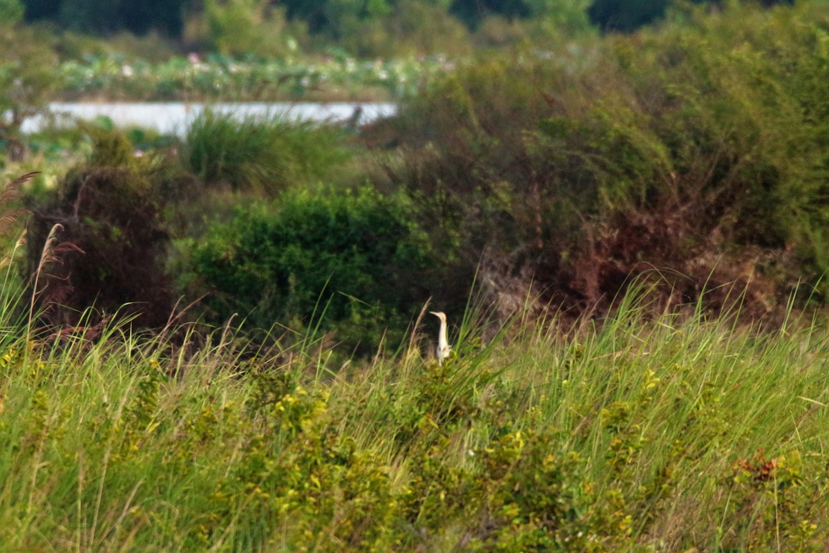 Yellow Bittern - Fadzrun A.