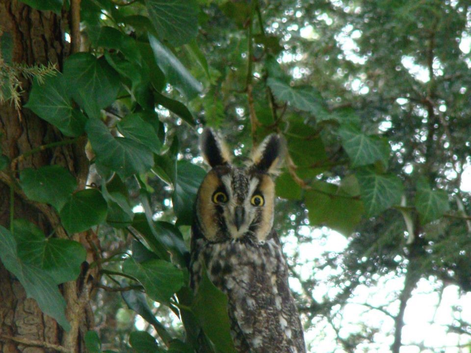 Long-eared Owl - ML68100981