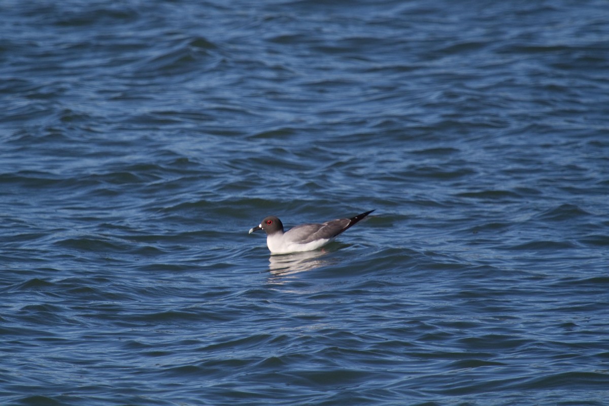 Swallow-tailed Gull - ML68101071