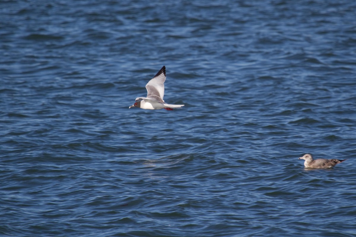Swallow-tailed Gull - ML68101091