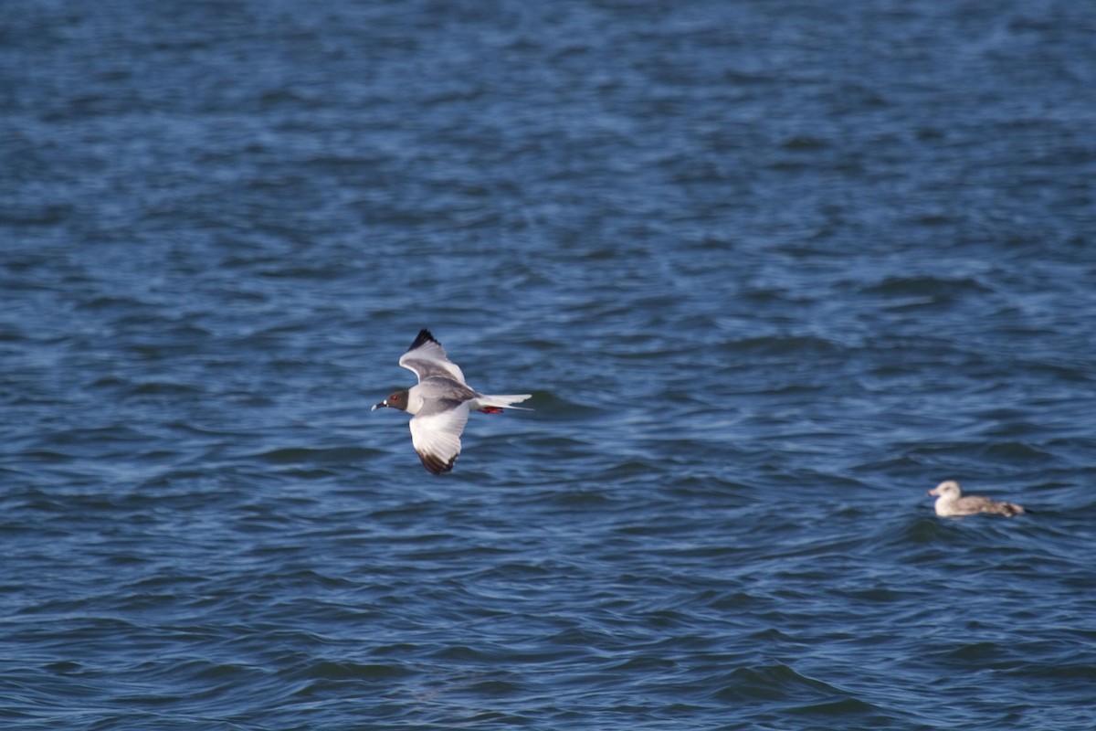 Swallow-tailed Gull - ML68101141
