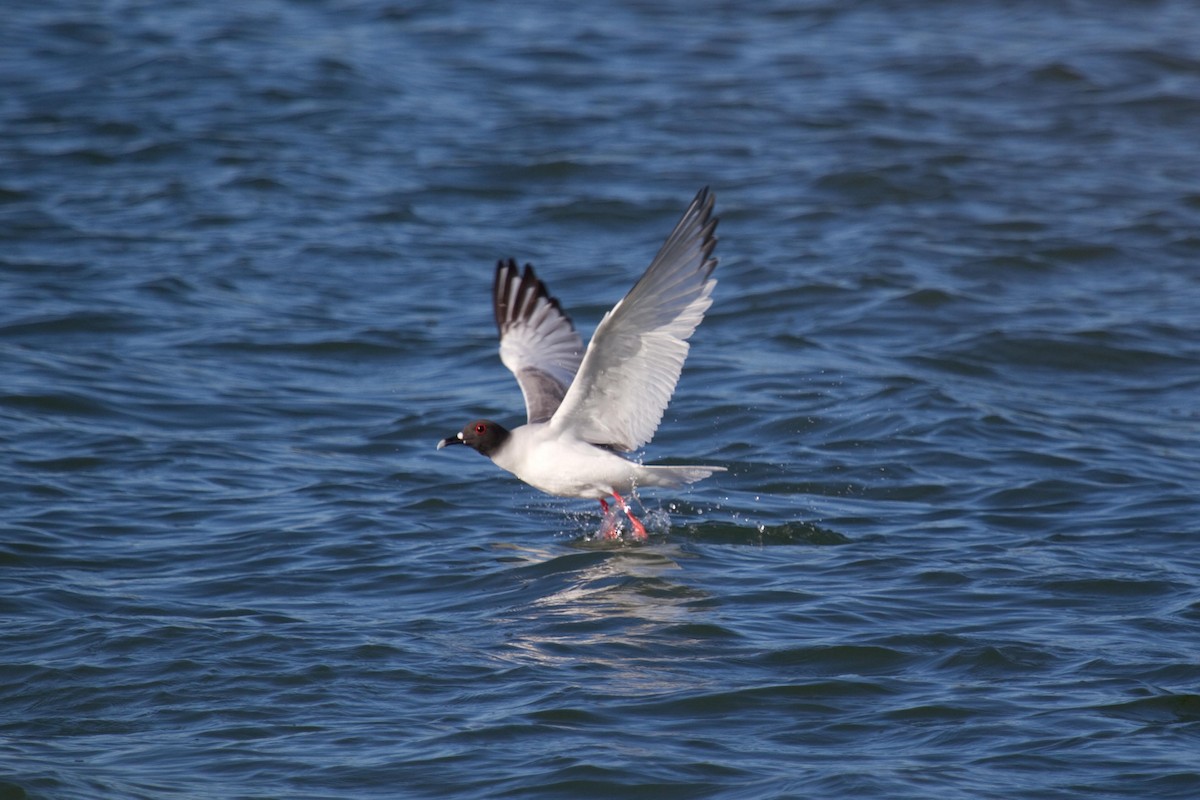 Swallow-tailed Gull - Craig Tumer
