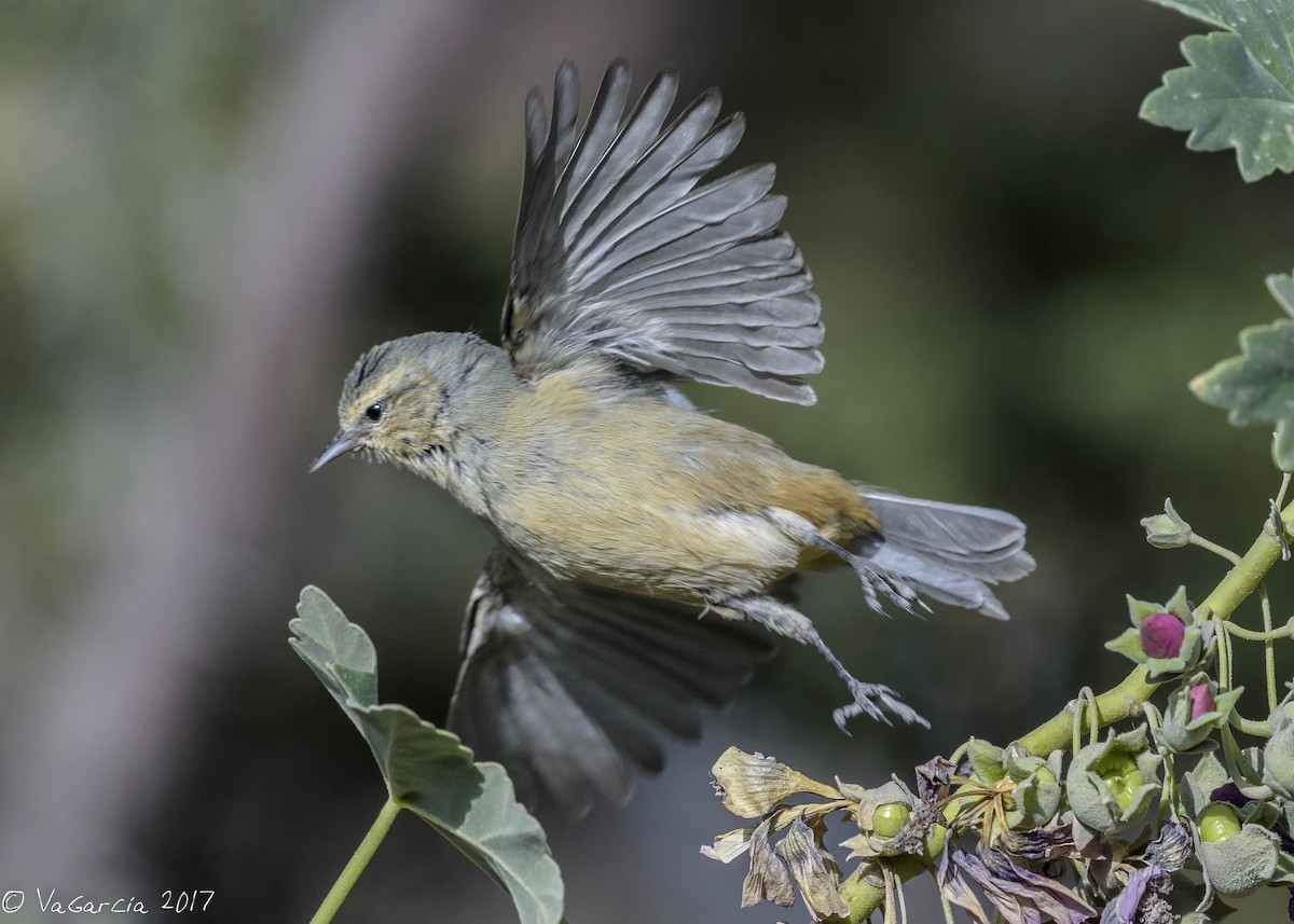 Cinereous Conebill - ML68102631