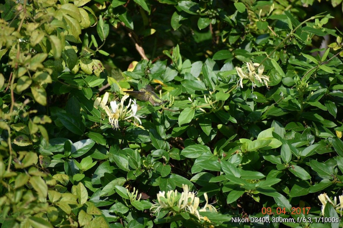 Ruby-throated Hummingbird - ML68102951