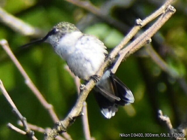 Ruby-throated Hummingbird - ML68102961