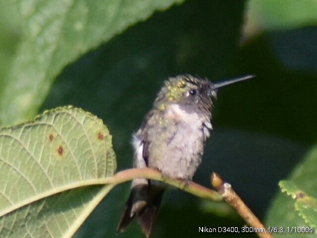 Colibri à gorge rubis - ML68103001