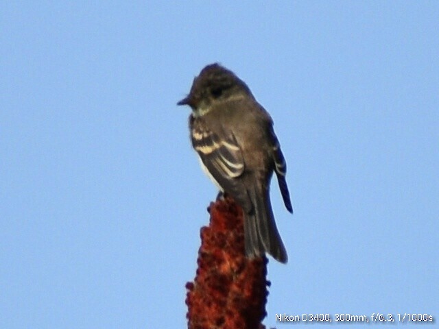 Eastern Wood-Pewee - ML68103041