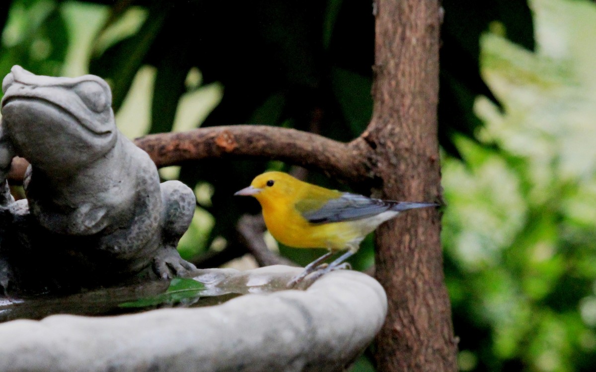 Prothonotary Warbler - ML68103551