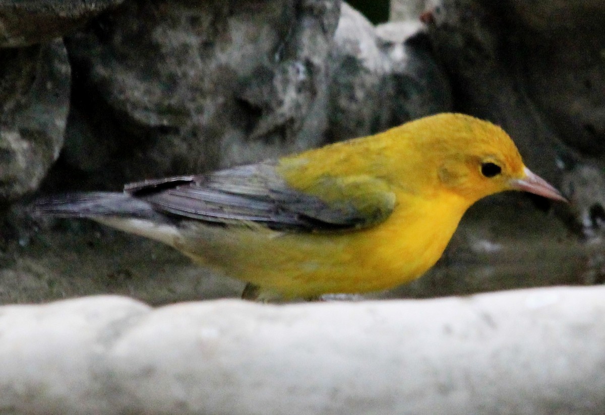 Prothonotary Warbler - Nels Nelson