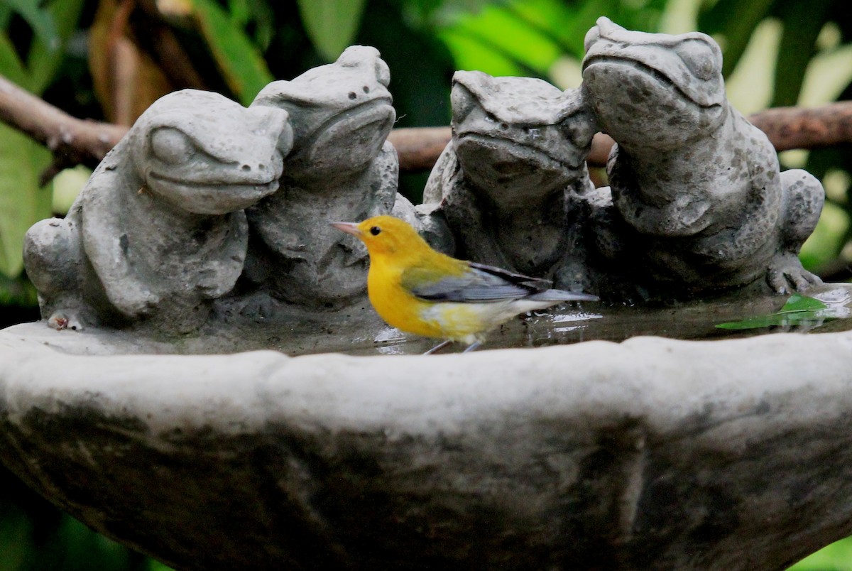 Prothonotary Warbler - Nels Nelson