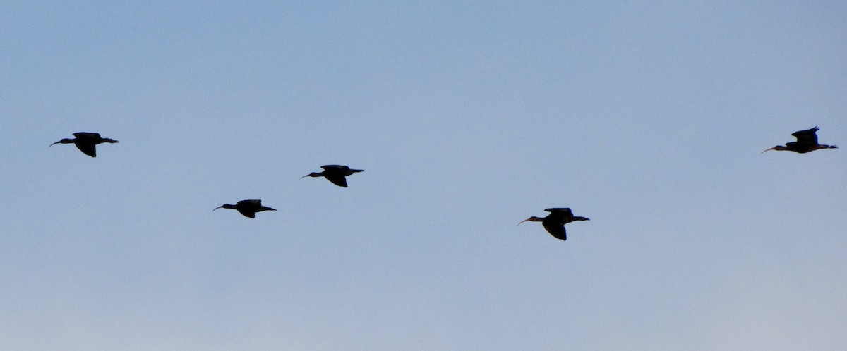 ibis andský - ML68104381