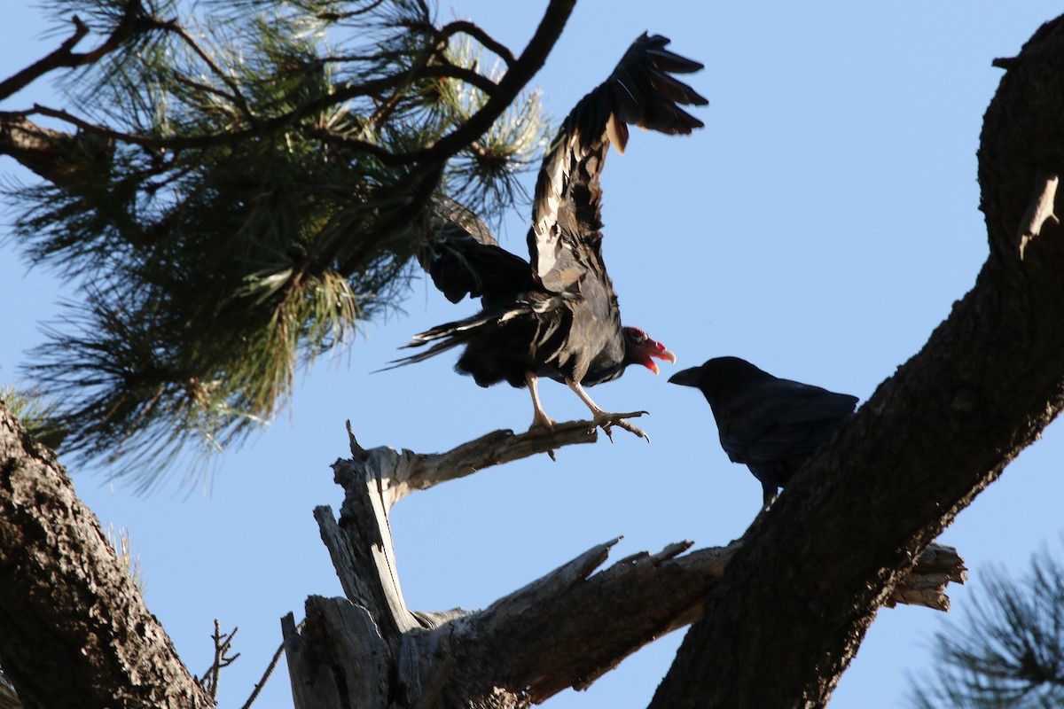 Common Raven - ML68104551