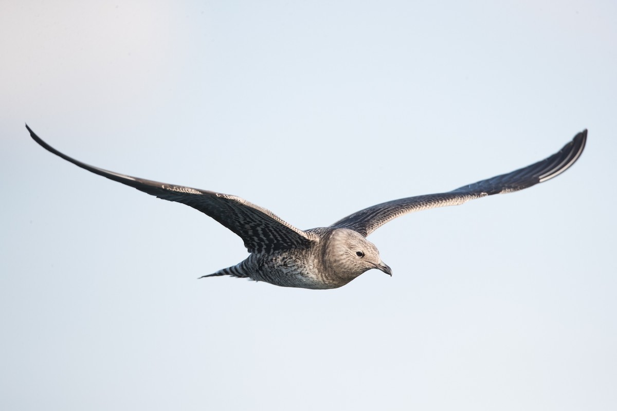 Long-tailed Jaeger - County Lister Brendan