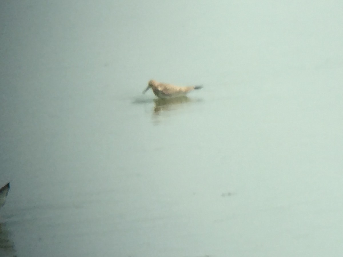 Baird's Sandpiper - Lin Just