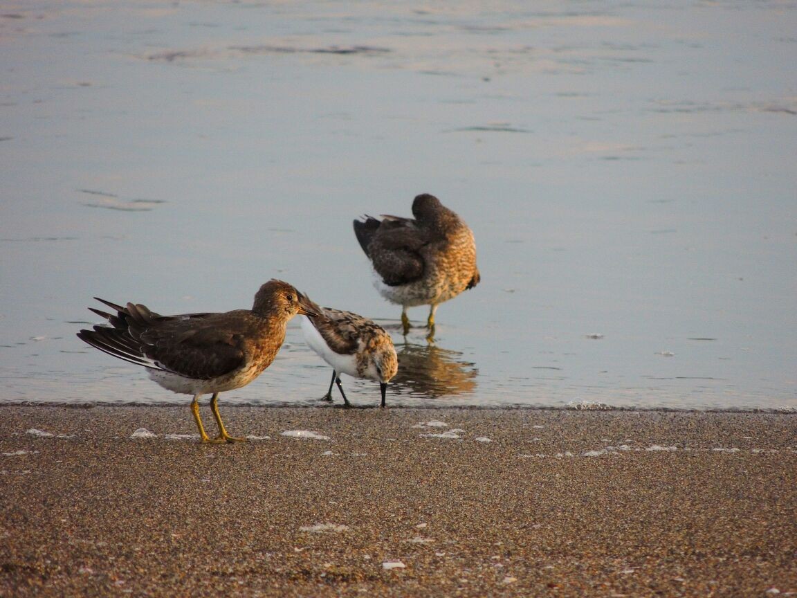 Surfbird - ML68106181