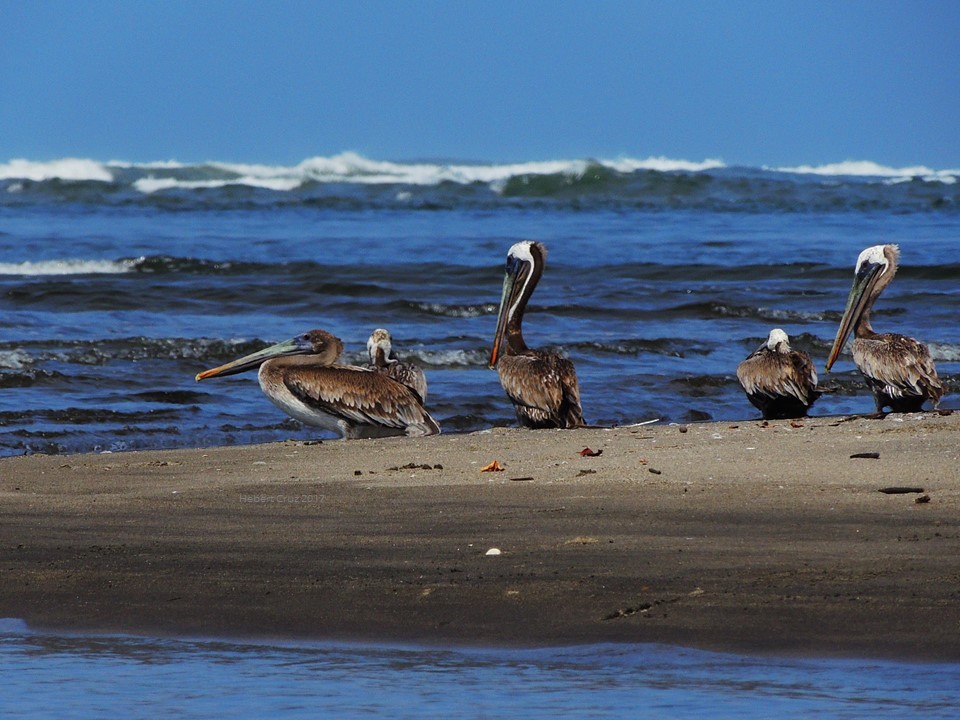 Brown Pelican - ML68106411