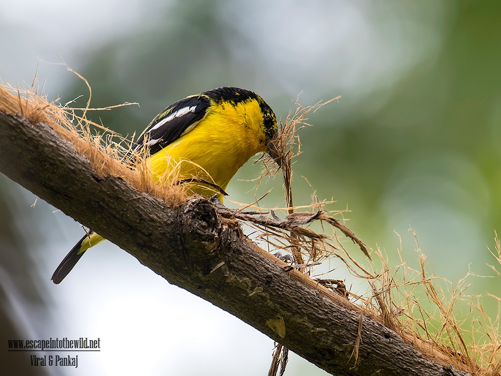 Common Iora - Pankaj Maheria