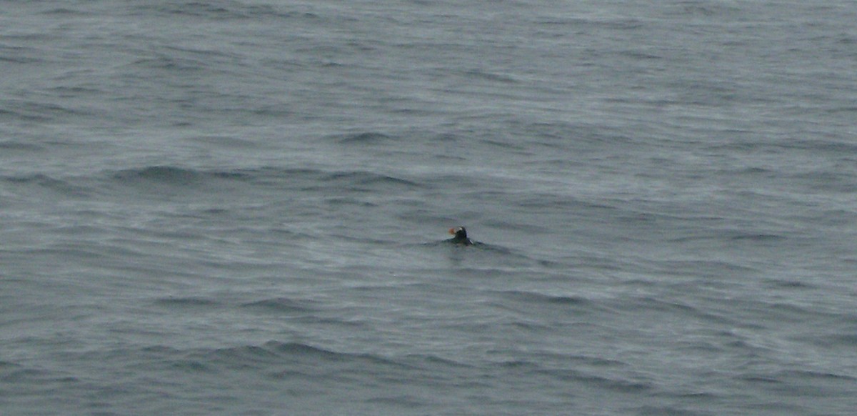 Tufted Puffin - John Oliver