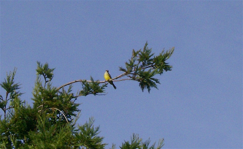 Tropical Kingbird - ML68108211