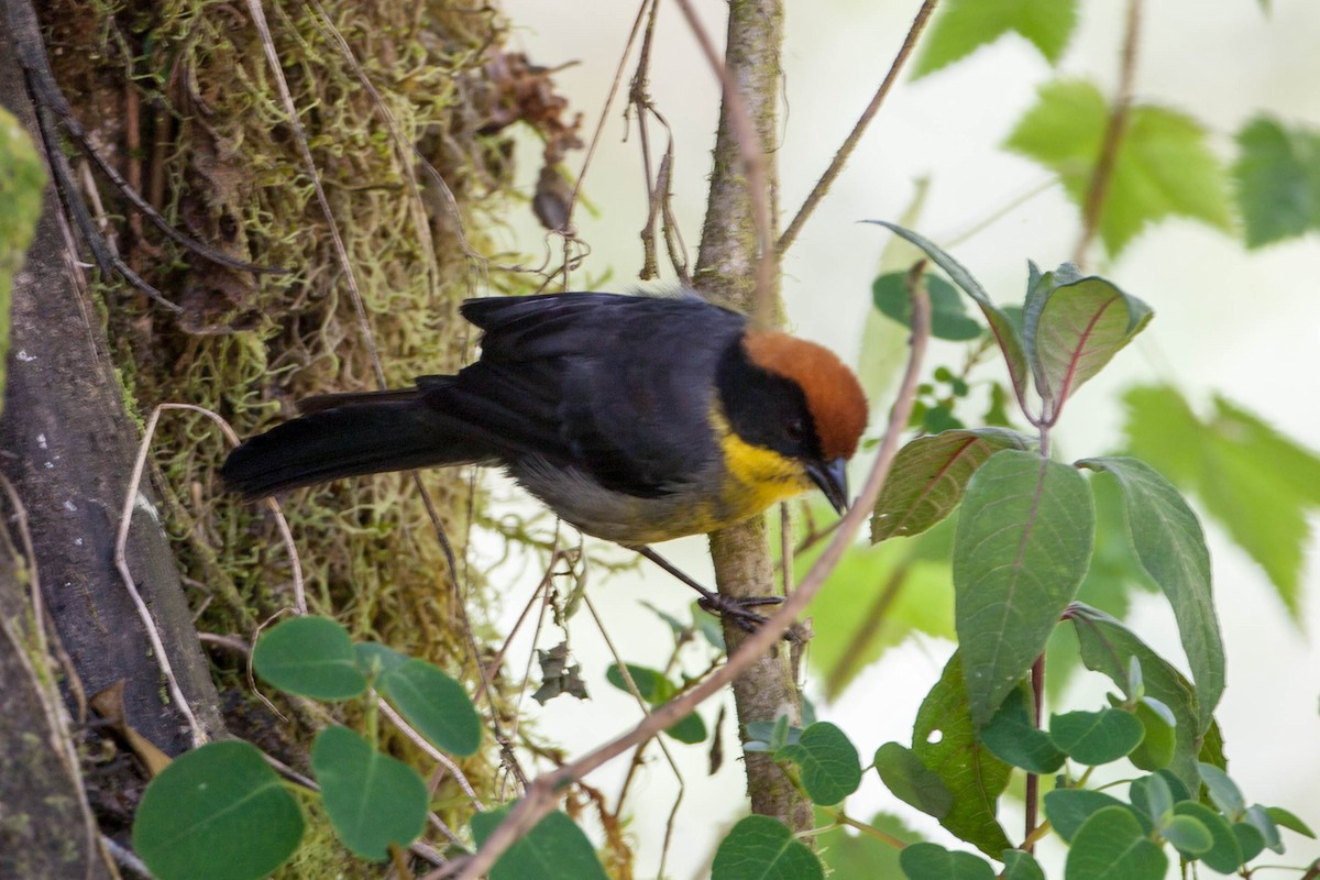 Yellow-breasted Brushfinch - ML68111361