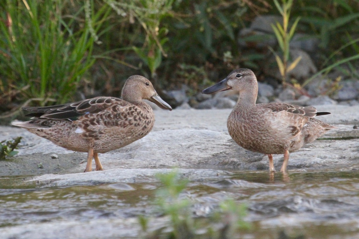 Blue-winged Teal - Daniel Tinoco