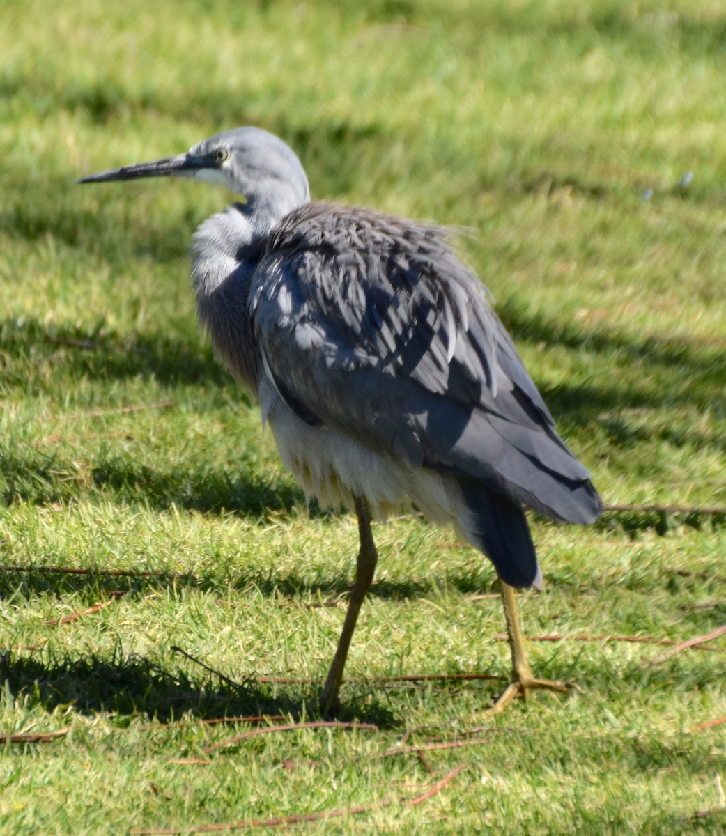 White-faced Heron - ML68112541