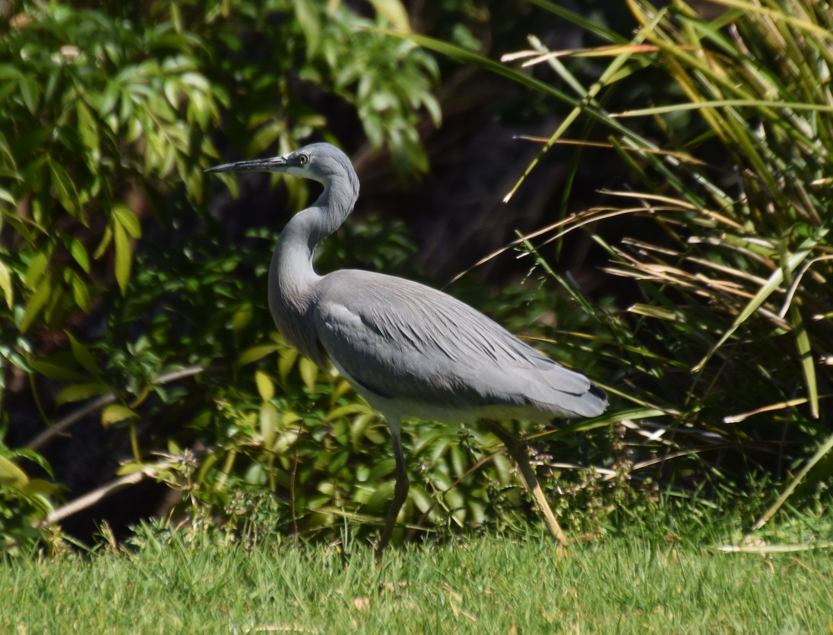 White-faced Heron - ML68112561