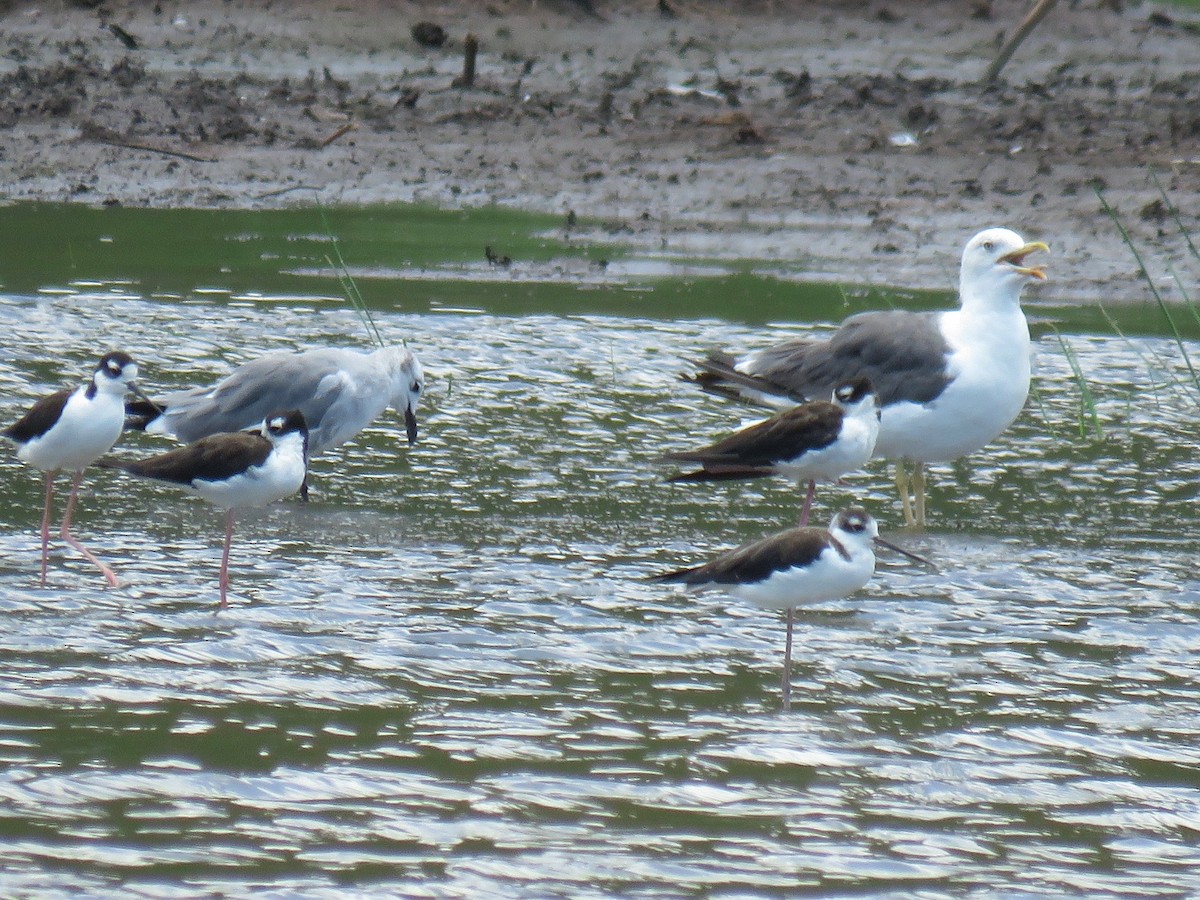 Lesser Black-backed Gull (graellsii) - ML68116951