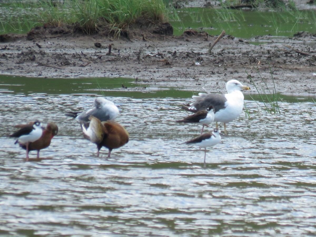 Lesser Black-backed Gull (graellsii) - John van Dort