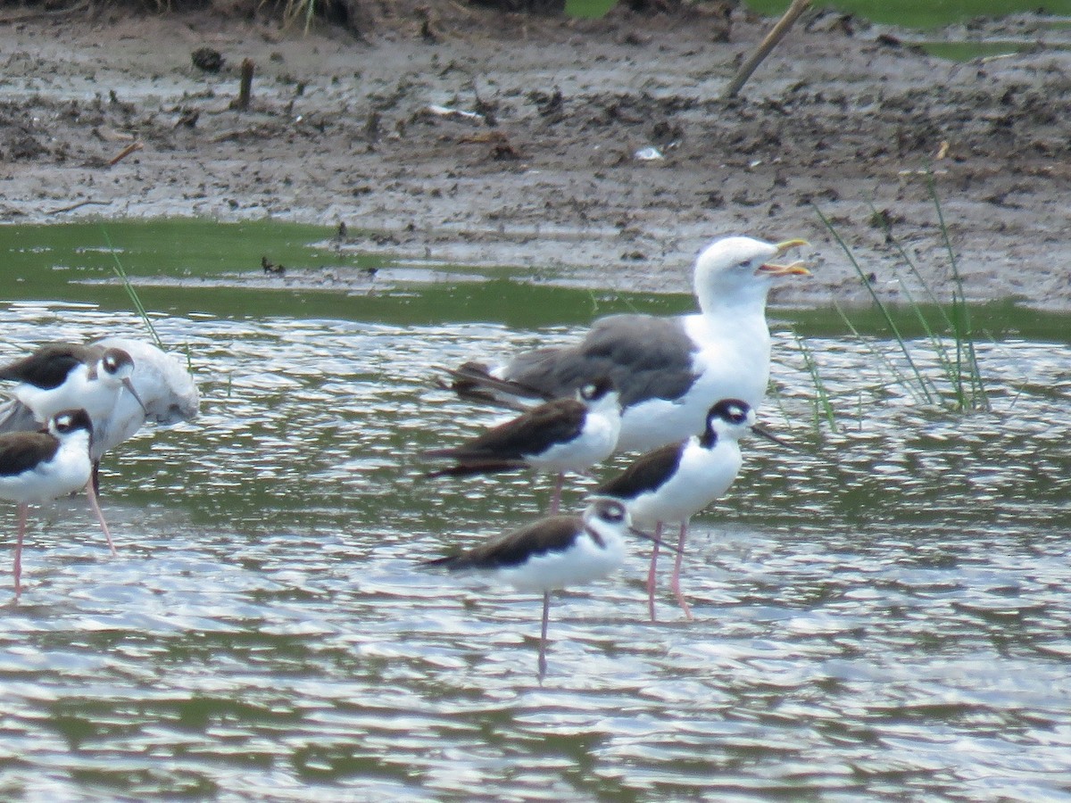 Lesser Black-backed Gull (graellsii) - ML68116981