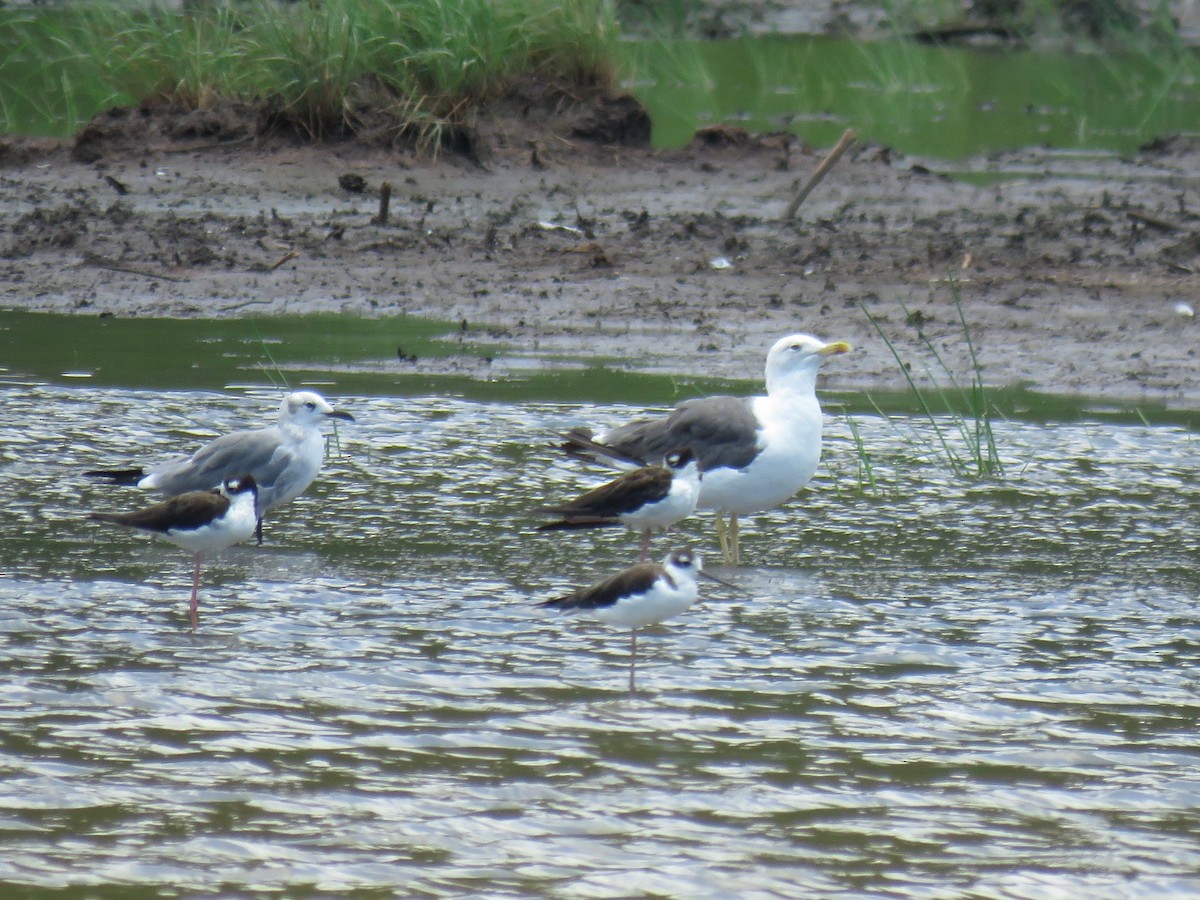 Lesser Black-backed Gull (graellsii) - ML68117001