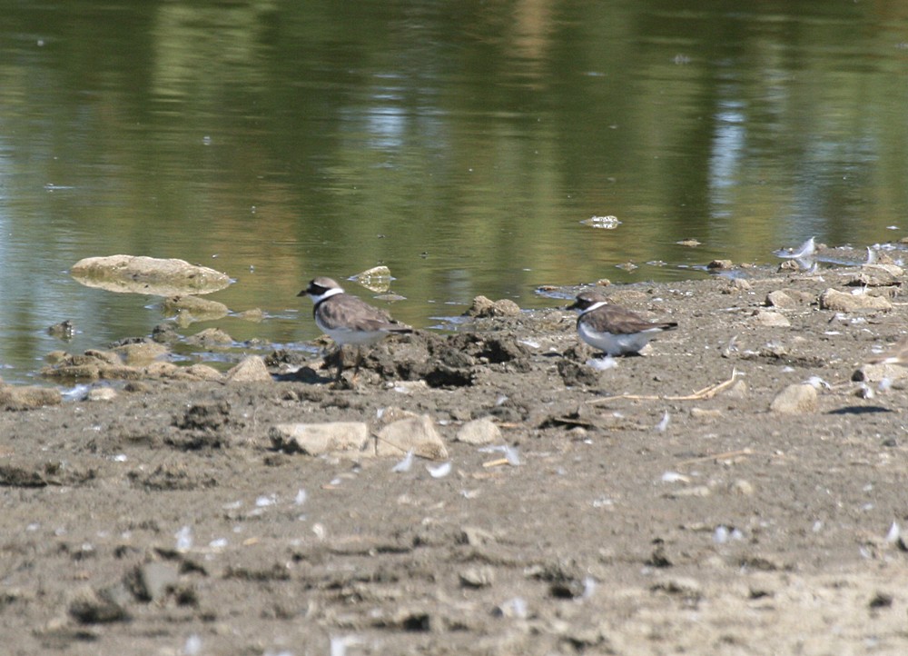 Common Ringed Plover - ML68118631