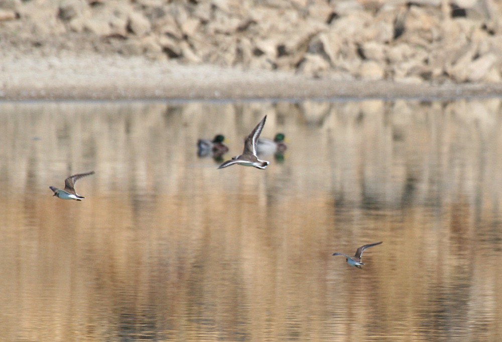 Common Ringed Plover - ML68118721