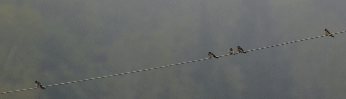 Асрын хараацай - ML68121261