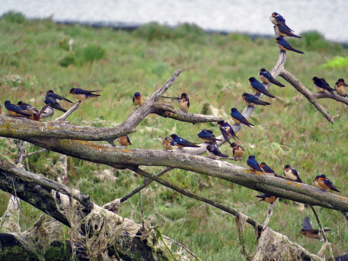 Flock (American)