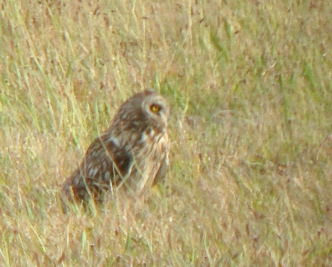 Hibou des marais - ML68123371