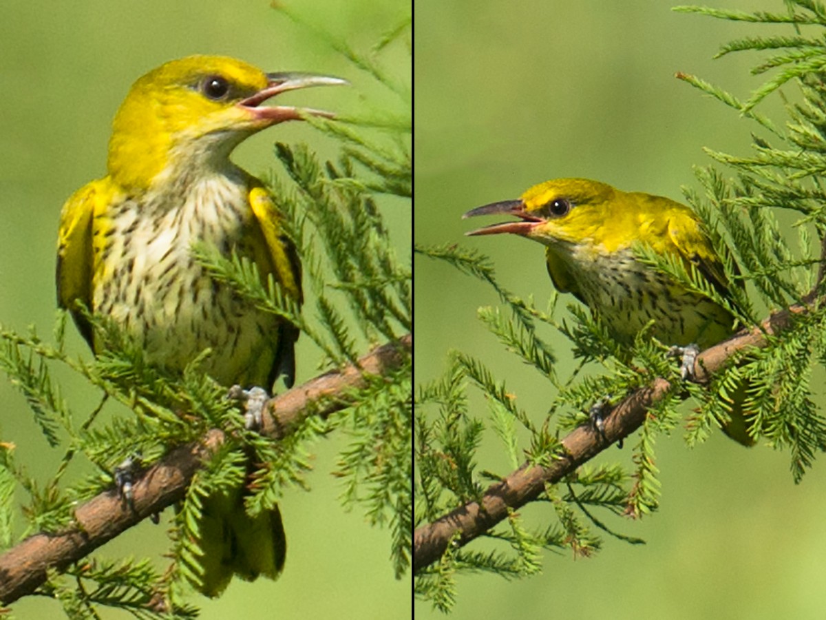 Black-naped Oriole - ML68123741