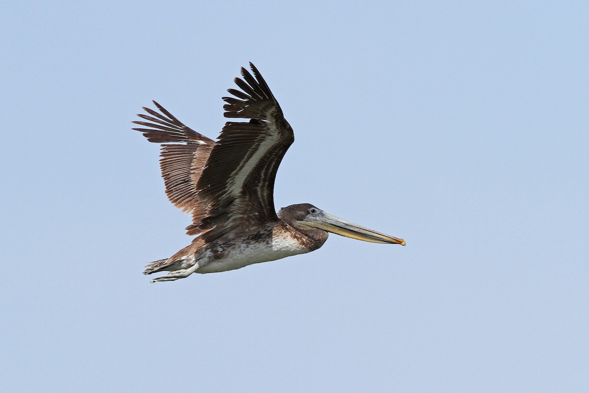 Brown Pelican - ML68124201