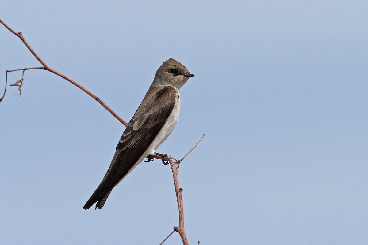 Northern Rough-winged Swallow - Christoph Moning