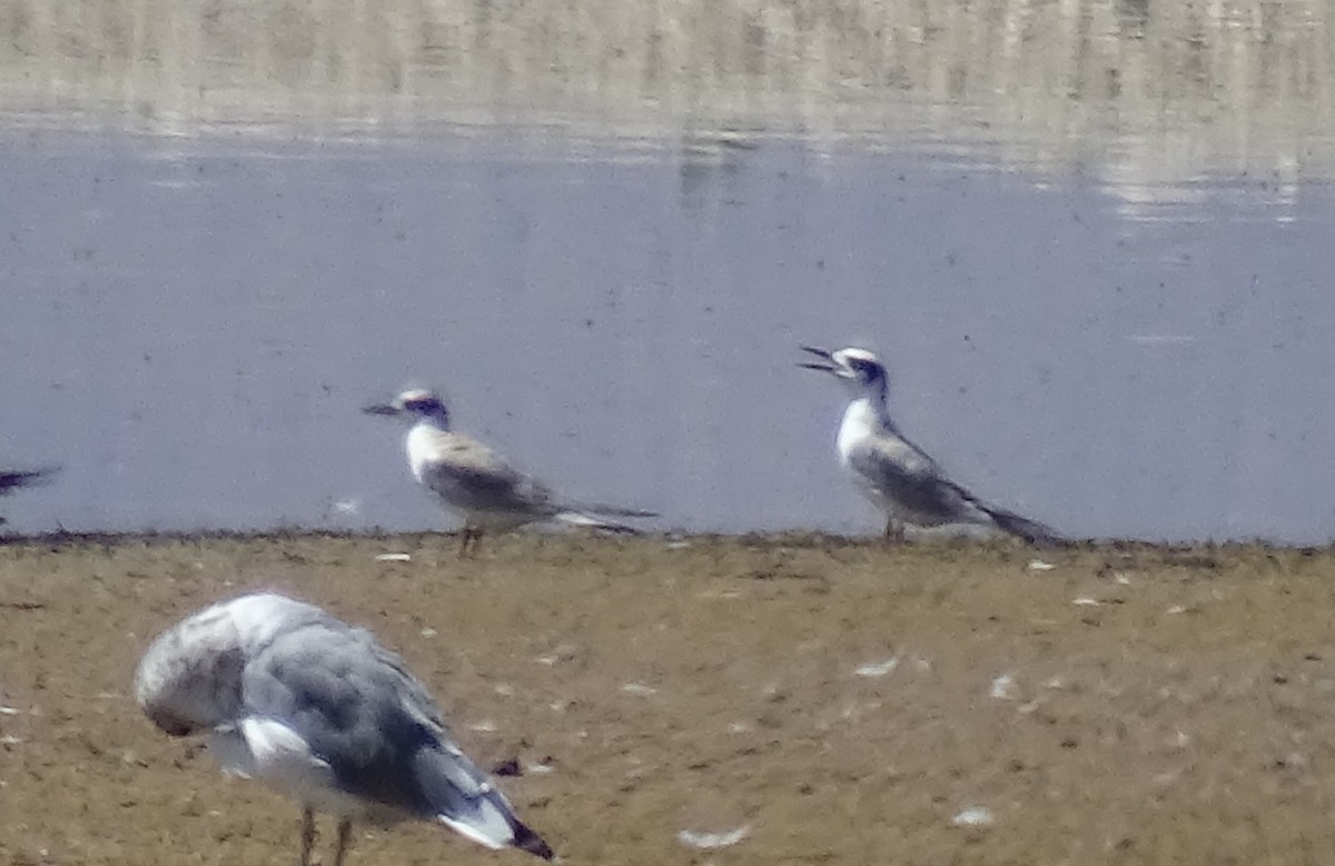 Forster's Tern - ML68124681