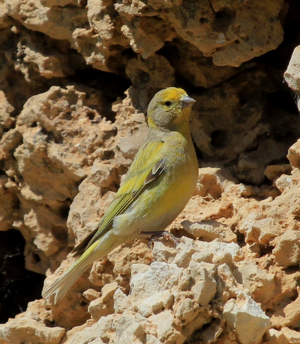 Syrian Serin - Bassel Abi Jummaa