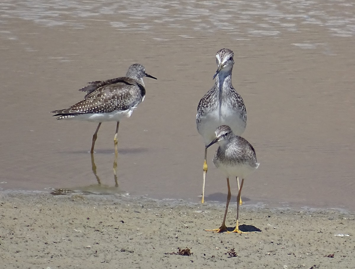 Lesser Yellowlegs - ML68124881