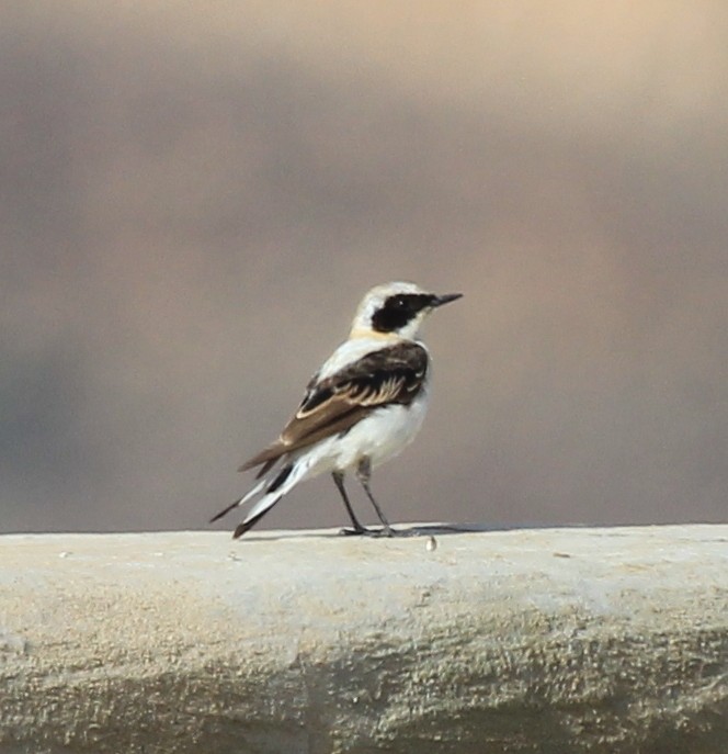 Кам'янка строката - ML68125291