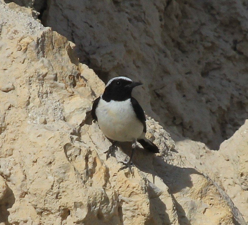 Кам'янка строката - ML68125301