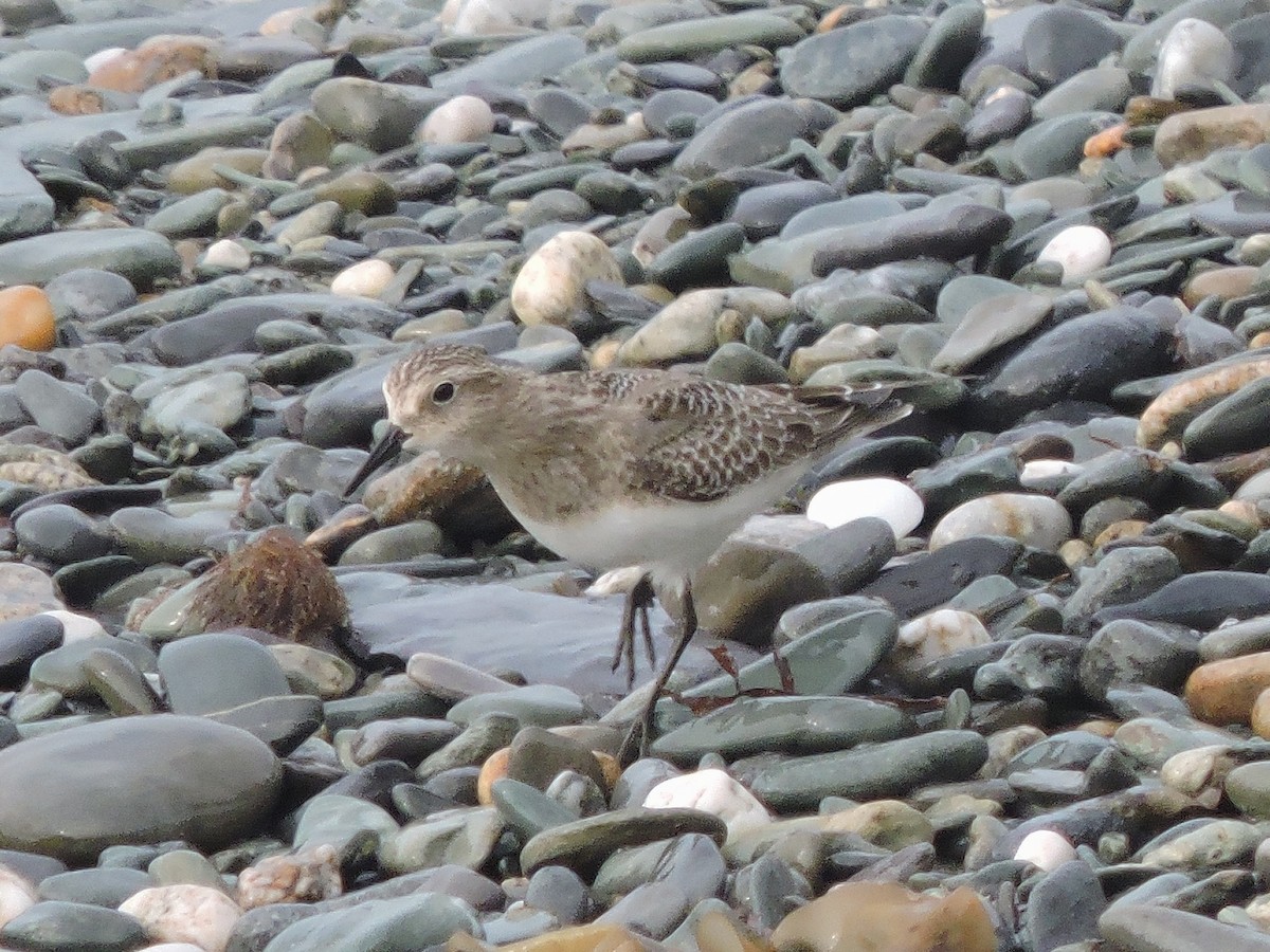 Baird's Sandpiper - ML68125321