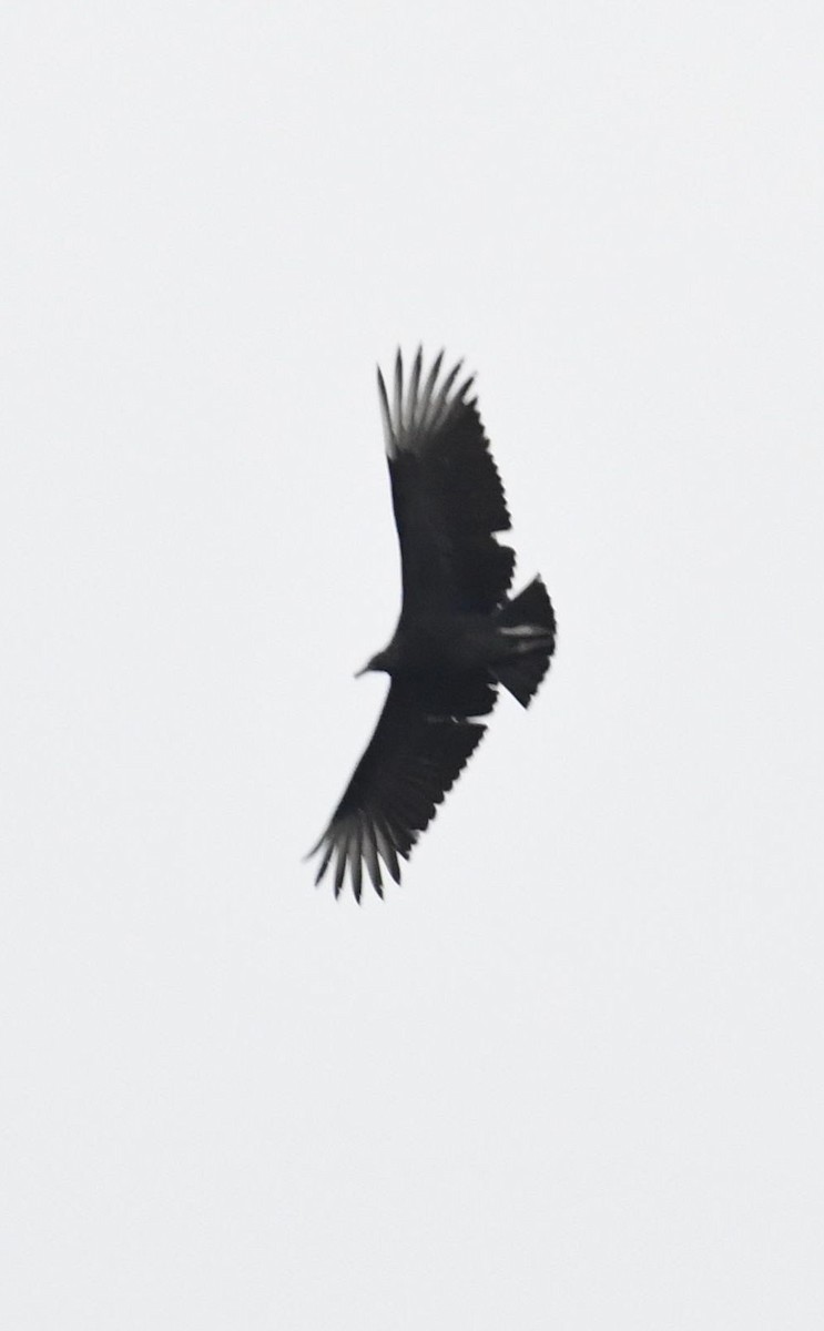 Black Vulture - ML68125401