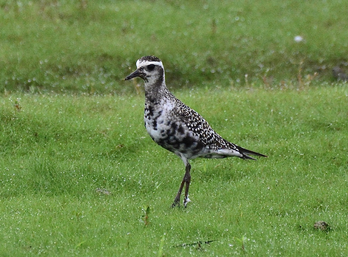 American Golden-Plover - George McHenry