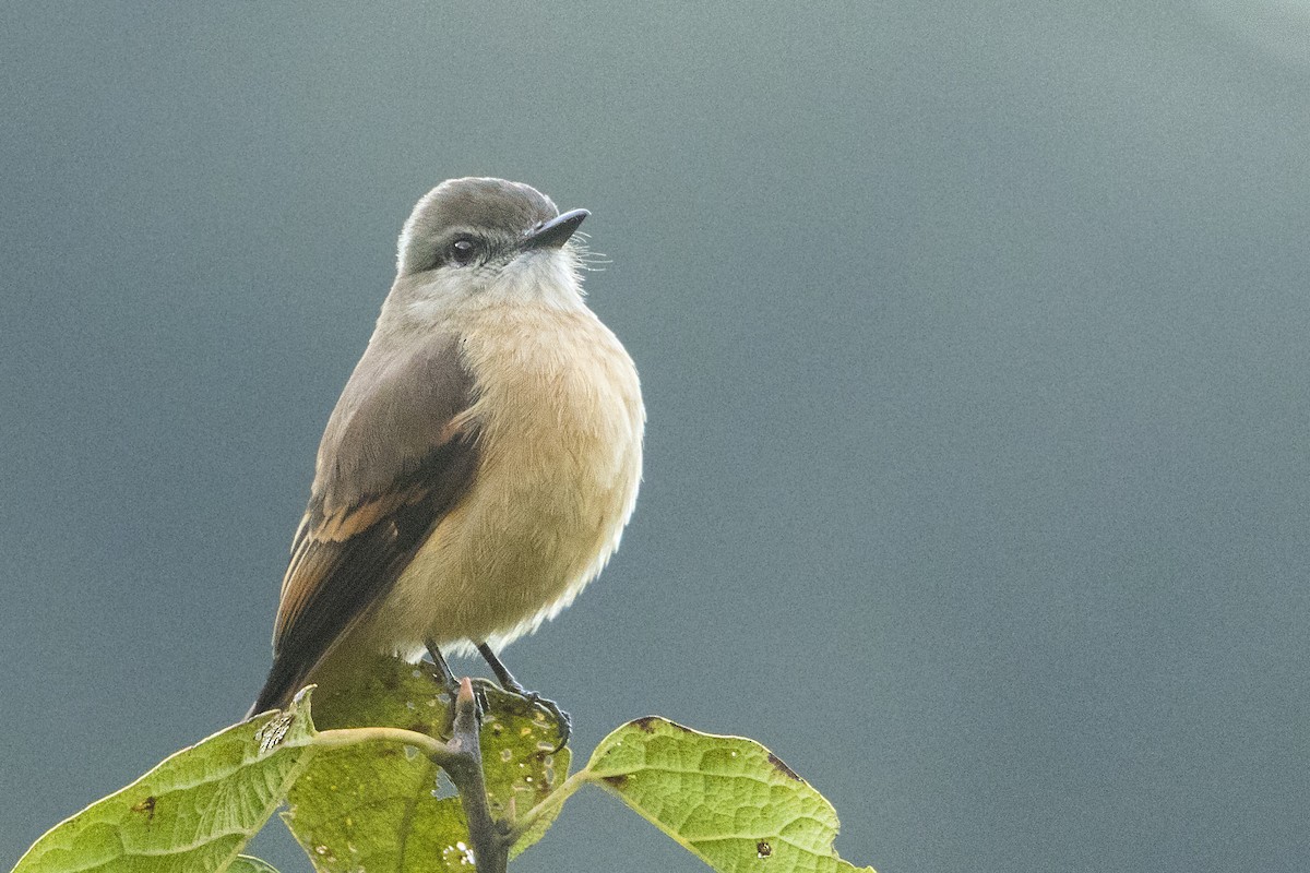 Rufous-bellied Bush-Tyrant - Bradley Hacker 🦜