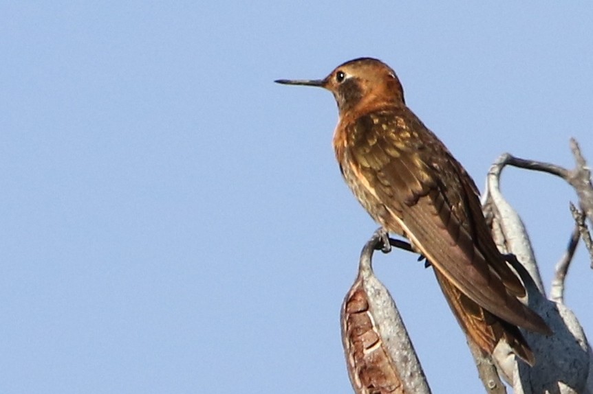 kolibřík duhovohřbetý - ML68127421