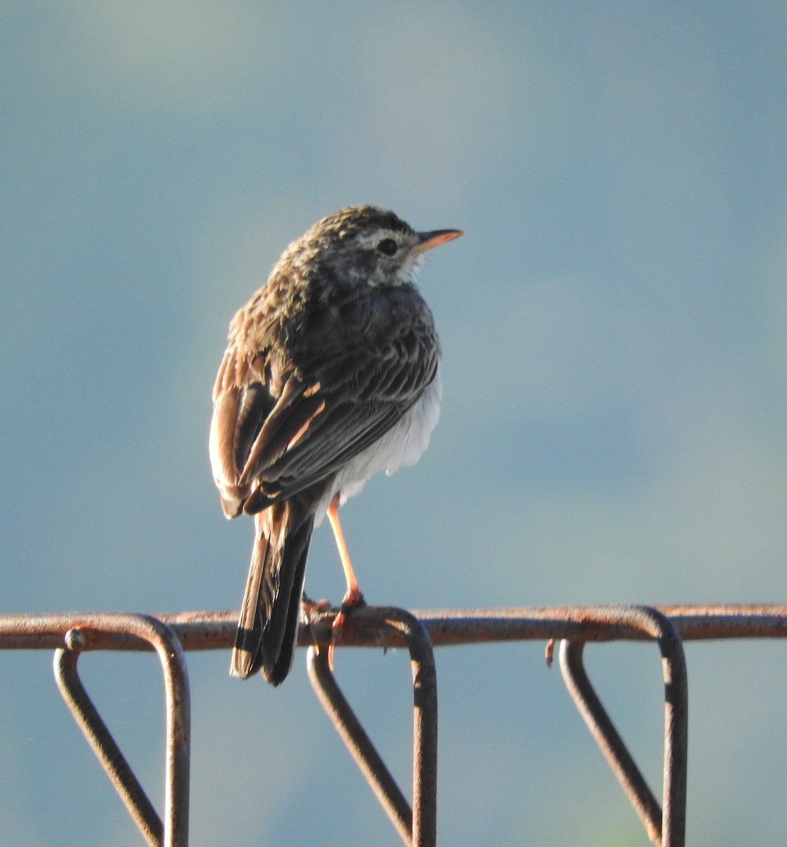 Paddyfield Pipit - Sandy Gayasih